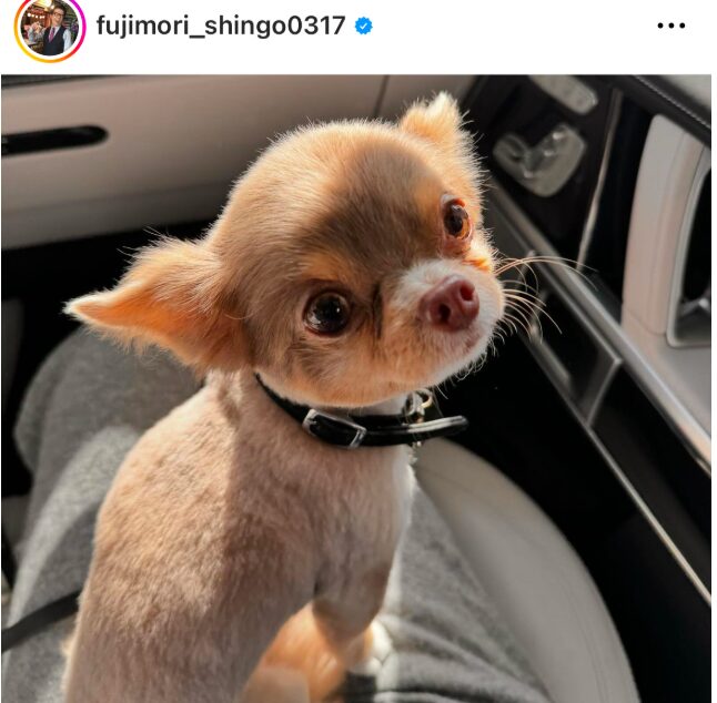 藤森慎吾さんとみづきさんの匂わせ④犬の画像が一致