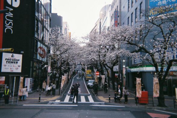 髙橋海人さんと大和田南那さんの匂わせ⑮桜の写真