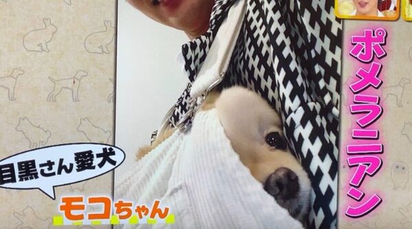 岡崎紗絵さんと目黒蓮さんの匂わせ⑫愛犬モコちゃんの存在