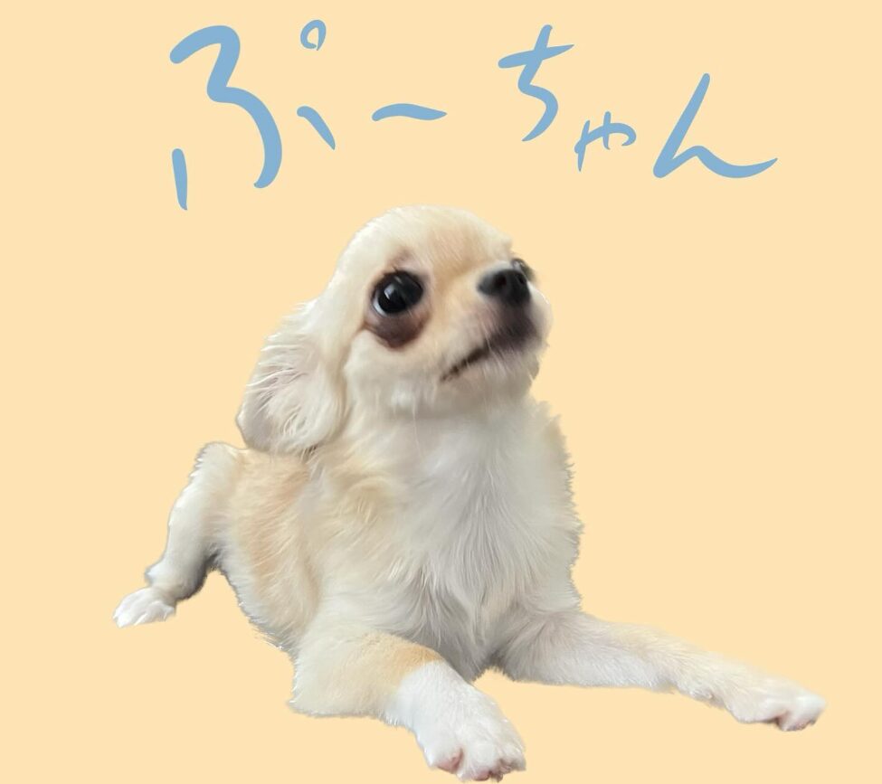 山中柔太朗さんのチワワの投稿画像